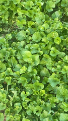 Claytonia perfoliata