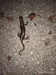 Triturus carnifex