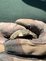 Apalone spinifera guadalupensis