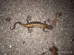 Triturus carnifex