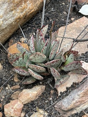 Adromischus maculatus