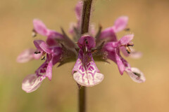 Stachys grandidentata