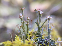 Cladonia verticillata