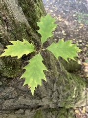Quercus rubra