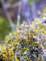 Cladonia verticillata