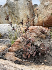 Adromischus maculatus