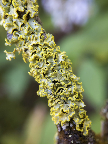 Powdered Sunshine Lichen