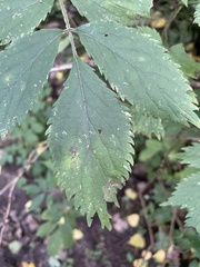 Sambucus
