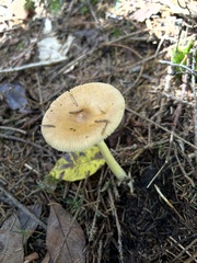 Amanita fulva