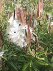 Asclepias tuberosa