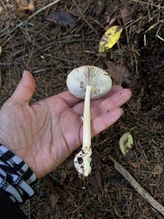 Amanita fulva