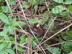 Narceus americanus