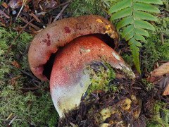 Rubroboletus pulcherrimus