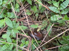 Narceus americanus
