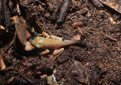 Agalychnis dacnicolor