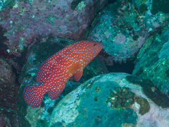 Cephalopholis miniata