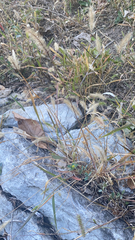 Polypogon monspeliensis