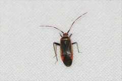 Adelphocoris