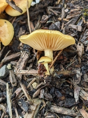 Pholiota spumosa
