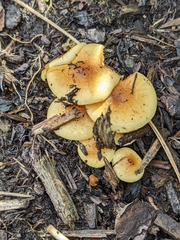 Pholiota spumosa