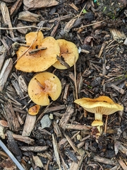 Pholiota spumosa