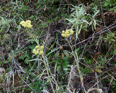 Achyrocline saturejoides