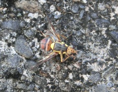 Bactrocera dorsalis