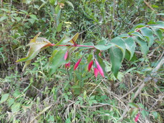 Fuchsia regia
