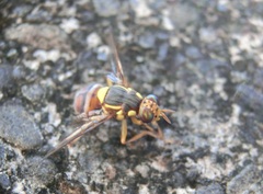 Bactrocera dorsalis