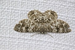 Thallogama corticola