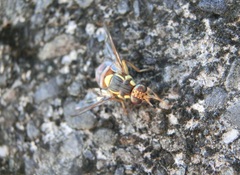 Bactrocera dorsalis