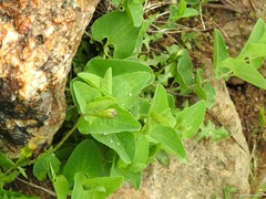 Aristolochia paucinervis