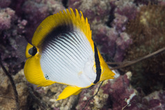 Chaetodon melannotus