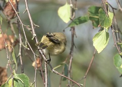 Phylloscopus collybita