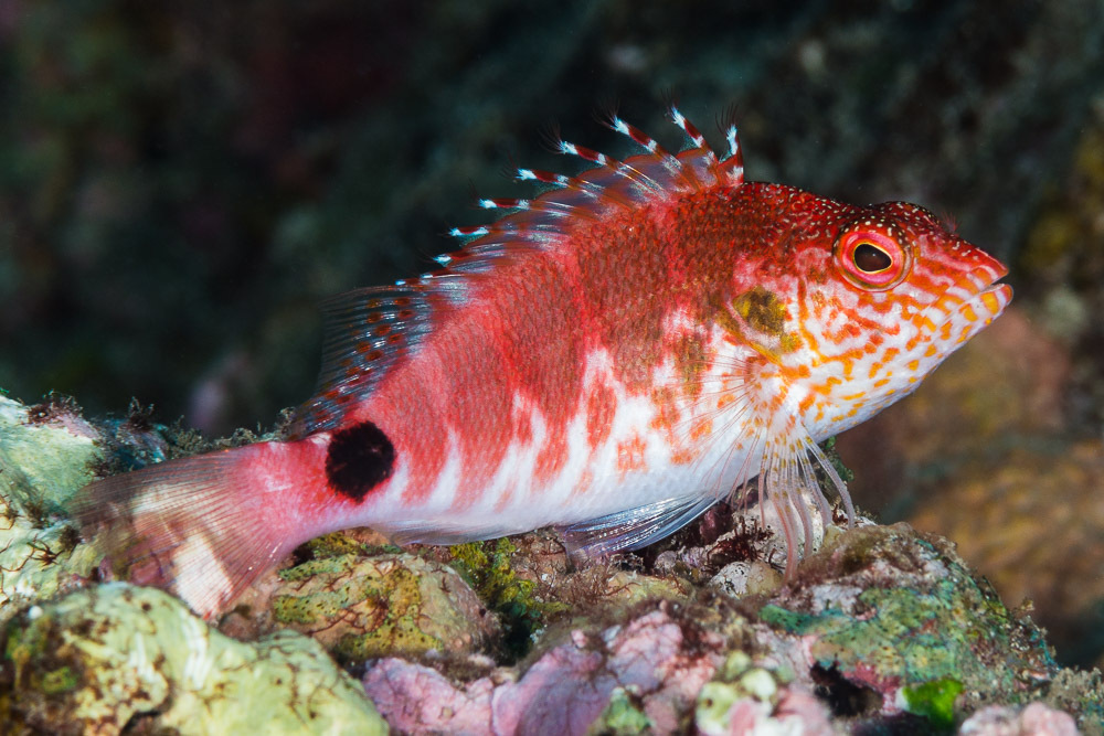 Mascarenes Redbarred Hawkfish