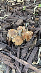 Fungi