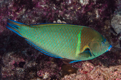 Anampses caeruleopunctatus