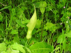 Arum cylindraceum