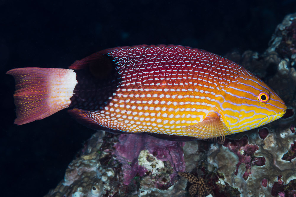Black-Banded Hogfish