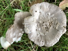 Amanita vaginata
