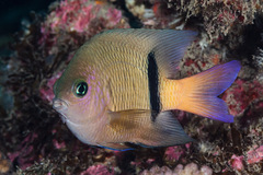 Plectroglyphidodon dickii