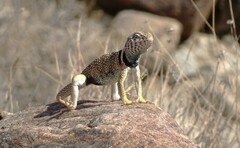 Crotaphytus bicinctores