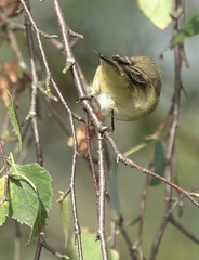 Phylloscopus collybita