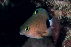 Plectroglyphidodon dickii