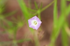 Ipomoea costellata