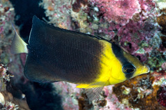 Chaetodon blackburnii