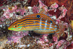 Halichoeres cosmetus