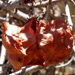 Erythrophysa alata