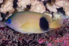 Plectroglyphidodon johnstonianus