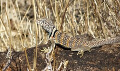 Crotaphytus bicinctores